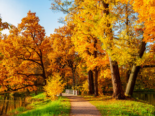 Autumn foliage in Alexander park, Pushkin (Tsarskoe Selo), St. Petersburg, Russia