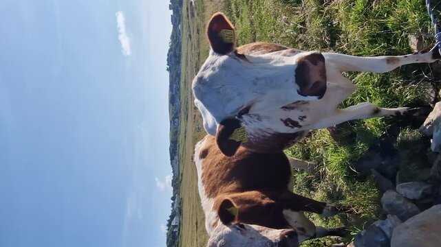 Brown and white cown in a field in Ireland
