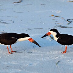 black skimmer