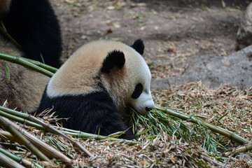 Obraz premium Panda happily munching on fresh bamboo shoots
