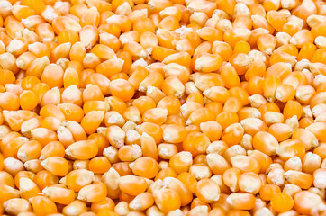 Texture of yellow maize or corns seed grains.Corn is a plant that provides very high carbohydrates.Control blood sugar levels to be stable.