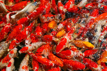 Colorful koi or carp fish swimming,carp fish pond background, colorful background, Fancy carp, nice fish,The group colorful Japanese Koi Carp, top view..