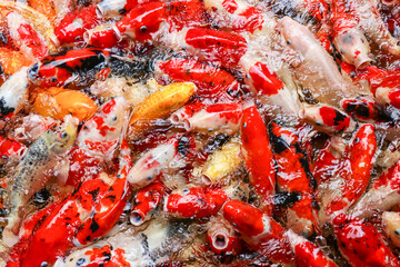 Colorful koi or carp fish swimming,carp fish pond background, colorful background, Fancy carp, nice fish,The group colorful Japanese Koi Carp, top view.