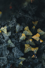 Close-Up of Ivy Leaves in Shadow