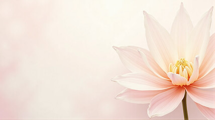 Fototapeta premium pink lotus flower