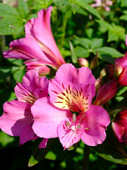	Macro of  pink Peruvian lily flower (Alstroemeria aurantiaca) in France