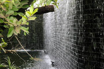 Wall with green lichen and leaves