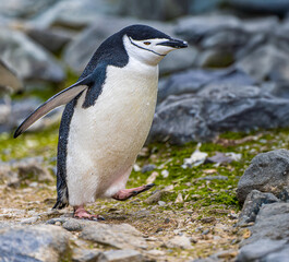 einzelner Zügelpinguin klettert über Felsen – Antarktis Deception Island