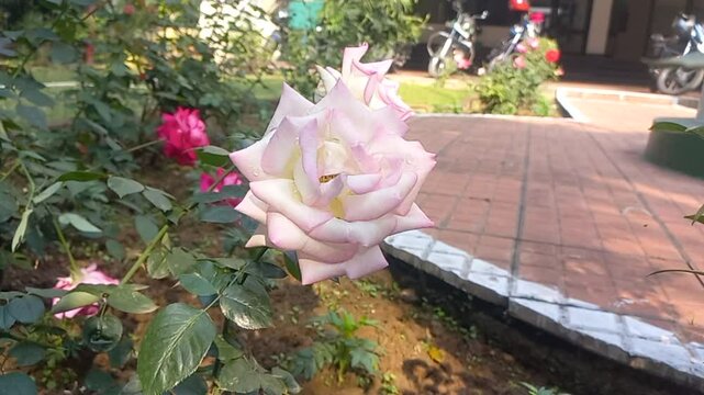 Close up view of white rose,white flower blooming in the garden,white flowers blooming in the garden,Shocking white Rose Flower in the Garden