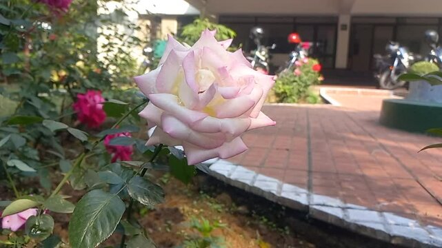 Close up view of white rose,white flower blooming in the garden,white flowers blooming in the garden,Shocking white Rose Flower in the Garden