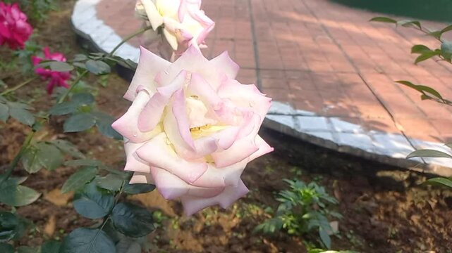 Close up view of white rose,white flower blooming in the garden,white flowers blooming in the garden,Shocking white Rose Flower in the Garden