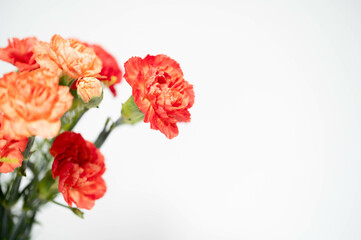 カーネーション