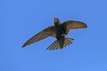 Black swift flying on the blue sky. Common Swift (Apus apus).