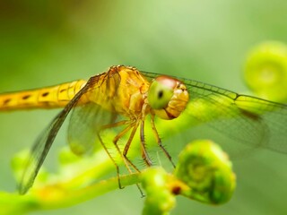 Close up of a dragonfly in the garden with blurry background 