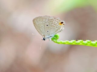 butterfly on a fern leaf in the garden 