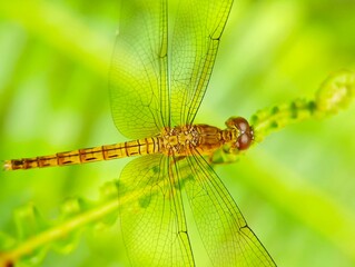 dragonfly on a branch