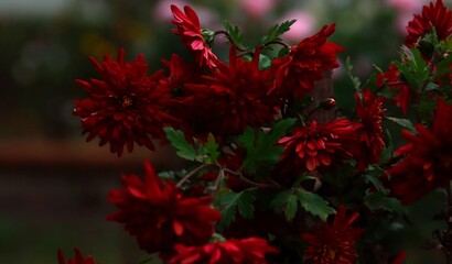 Flowerbeds of densely growing flowers. Postcard. Copy space. Festive mood