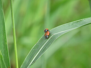 O amor entre as joaninhas.