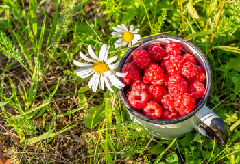 Iron cup with fresh ripe raspberries and daisies on the grass
