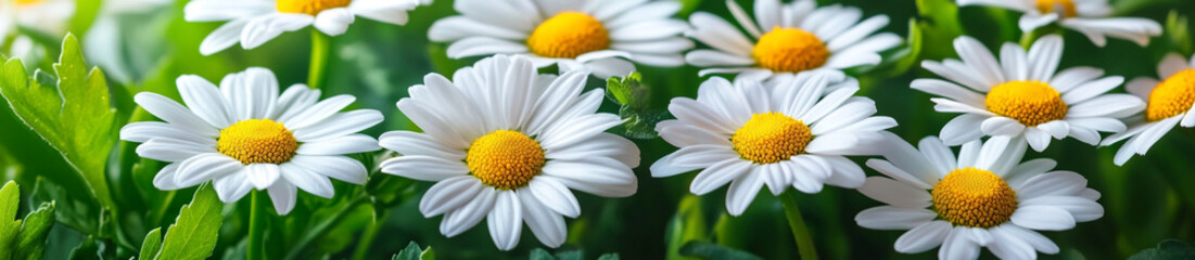 Obraz premium Blurred Spring Meadow Background with Daisy Flowers Banner