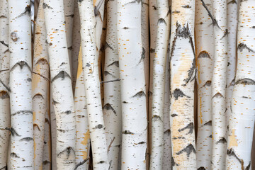 Obraz premium birch wood texture