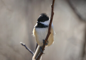small bird in nature during winter