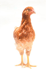 Brown chicken isolated on a white background