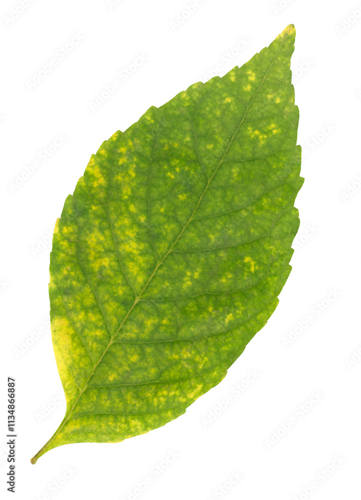 Aufkleber a leaf is shown with a yellow spot on it. the leaf is green and has a yellow spot isolated on transp