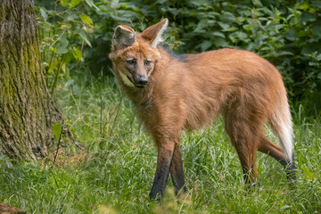 Maned wolf in the woods