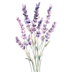 Fototapeta premium Summer flowers in watercolor lavender blooms captured in a serene botanical garden scene