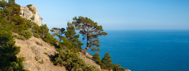 Fototapeta premium A tree is growing on a hillside next to the ocean. The tree is surrounded by bushes and rocks panorama