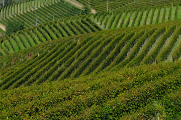 Panorama delle Langhe da Barbaresco in provincia di Cuneo, Piemonte, Italia.
