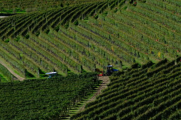 La vendemmia del Nebbiolo a Barbaresco in provincia di Cuneo, Piemonte, Italia.