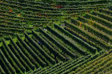 La vendemmia del Nebbiolo a Barbaresco in provincia di Cuneo, Piemonte, Italia.