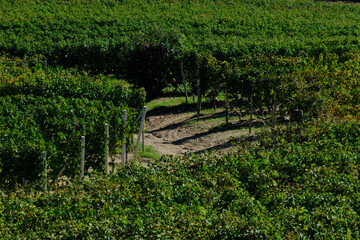 Vigneti delle Langhe a Barbaresco in provincia di Cuneo, Piemonte, Italia.