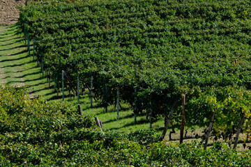 Vigneti delle Langhe a Barbaresco in provincia di Cuneo, Piemonte, Italia.