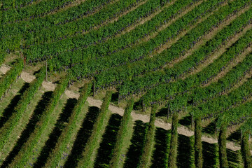 Vigneti delle Langhe a Barbaresco in provincia di Cuneo, Piemonte, Italia.