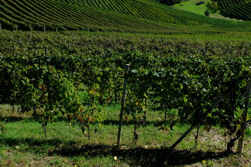 Vigneti delle Langhe a Barbaresco in provincia di Cuneo, Piemonte, Italia.