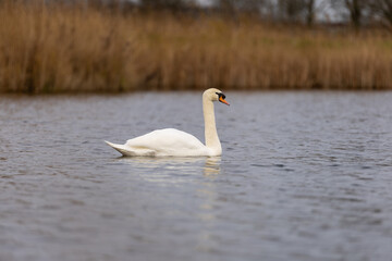 Fototapeta premium A serene white swan glides gracefully across a calm lake with a backdrop of golden reeds and soft, natural light, capturing the peaceful beauty of nature.