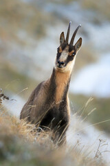 Apennine chamois