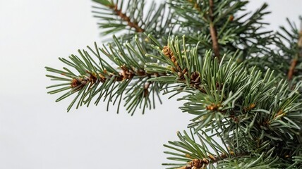 Green spruce branch on white background. Top view of green fir tree spruce branch with needles isolated on white background
