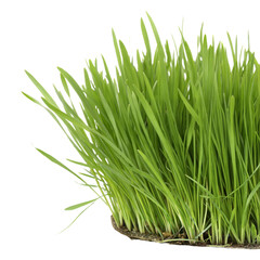 Fototapeta premium Beautiful green grass illustration on a transparent background. Perfect for decor, landscaping, and branding themes