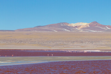 Laguna Colorada view, Bolivia