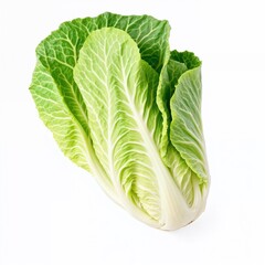 Fototapeta premium Fresh Napa Cabbage with Vibrant Green Leaves on White Background