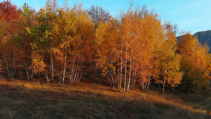 Autumn birch trees, stunning landscape in forest