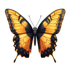 Stunning Orange Butterfly Wings Insect Closeup Nature Macro