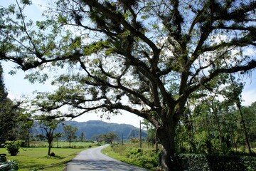 Tree-lined road in Cuba's Viñales valley.