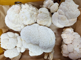 Fresh Lion's Mane mushrooms (Hericium erinaceus) in a box ready for sale.