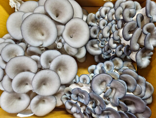 Fresh Black Pearl King Oyster Mushrooms Top View Image 