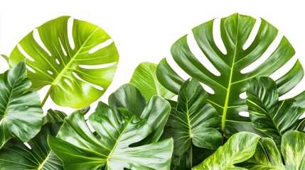 Tropical leaves variety on white background for creative layouts and designs with cutting path for easy integration